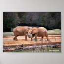Recherche de animal africain posters Toute personne