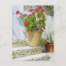 Recherche de géranium rouge cartes postales Pour tous