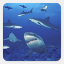 Recherche de anniversaire requin autocollants Enfants