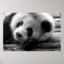 Recherche de panda géant posters Noir et blanc