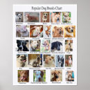 Recherche de patte de chien posters Animal