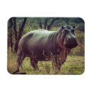 Recherche de foliage magnets Nature