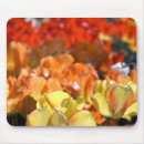 Recherche de keukenhof Hollande