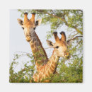 Recherche de taches magnets Girafe