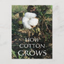 Recherche de tige cartes postales Blanc