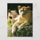 Recherche de fierté africaine cartes postales Lion