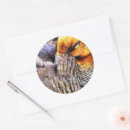 Recherche de canard sauvage autocollants Animaux