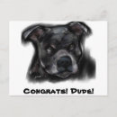 Recherche de american staffordshire terrier Terriers