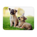 Recherche de berger magnets Mignon