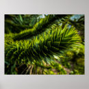 Recherche de monkey photographie Faune