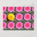Recherche de renoncule cartes postales Fleurs