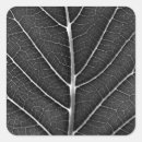 Recherche de veines autocollants Nature