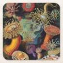 Recherche de haeckel dessous de verres Mer
