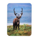 Recherche de alaska magnete Délimiteur danita