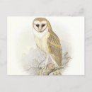 Recherche de hibou vintage cartes postales Faune