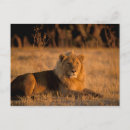Recherche de roi des bêtes cartes postales Faune