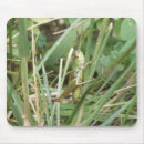 Recherche de sauterelles tapis souris Herbe