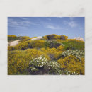 Recherche de sardaigne cartes postales Costa smeralda