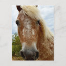 Recherche de appaloosa cartes postales Animal