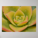 Recherche de rose macro posters Gouttes de rosée