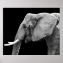 Recherche de éléphant noir et blanc posters Animal