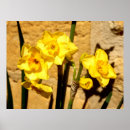 Recherche de jonquilles posters Fleur