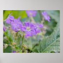 Recherche de fleur de grue posters Botanique