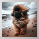 Recherche de leonberg posters Dog