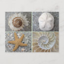 Recherche de de coquillages cartes postales Étoiles de mer