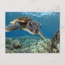 Recherche de petite tortue cartes postales Bleu