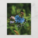 Recherche de maïs cartes postales Fleur