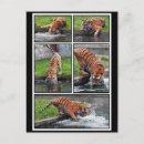 Recherche de panthère posters Animal