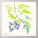 Recherche de solanum posters Botanique