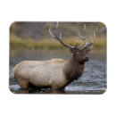 Recherche de mâle magnets Bois de cerf