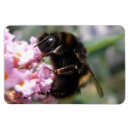 Recherche de bourdons magnets Insecte