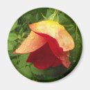 Recherche de goutte de pluie magnets Fleur