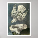 Recherche de gyrfalcon posters Oiseau
