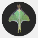 Recherche de luna moth autocollants Animal