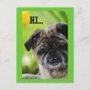 Recherche de chien chinois cartes postales Carlins