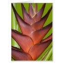 Recherche de bromeliad Fleur