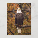Recherche de aigles cartes postales Arbre