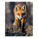 Recherche de furtif posters Animal