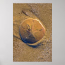 Recherche de dollar de sable posters Oursin
