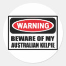 Recherche de kelpie australien Animaux domestiques