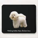 Recherche de bichon tapis souris Chien