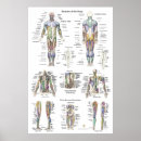 Recherche de anatomie musculaire posters Muscles