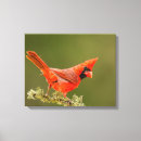 Recherche de cardinal painting toiles Oiseau