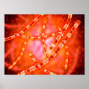 Recherche de sanguin art 3d