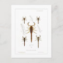Recherche de arachnides cartes postales Illustration