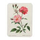 Recherche de rosa magnete Fleurs